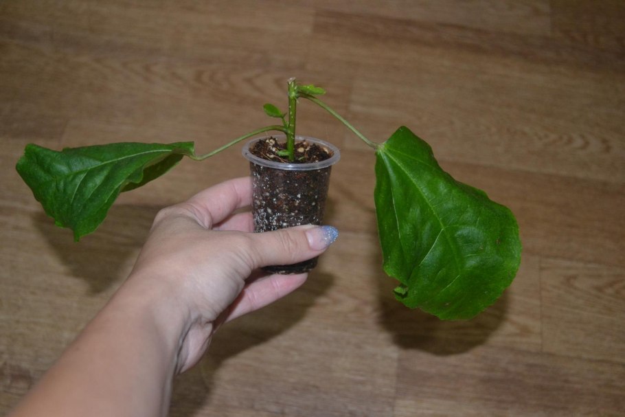 Китайская роза отросток