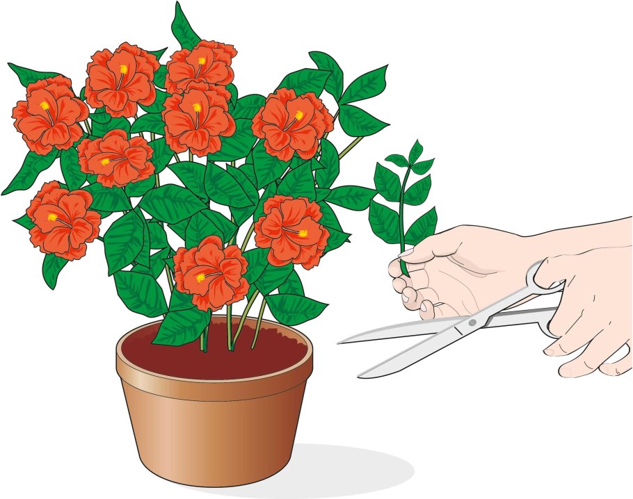 Командный гибискус цветет