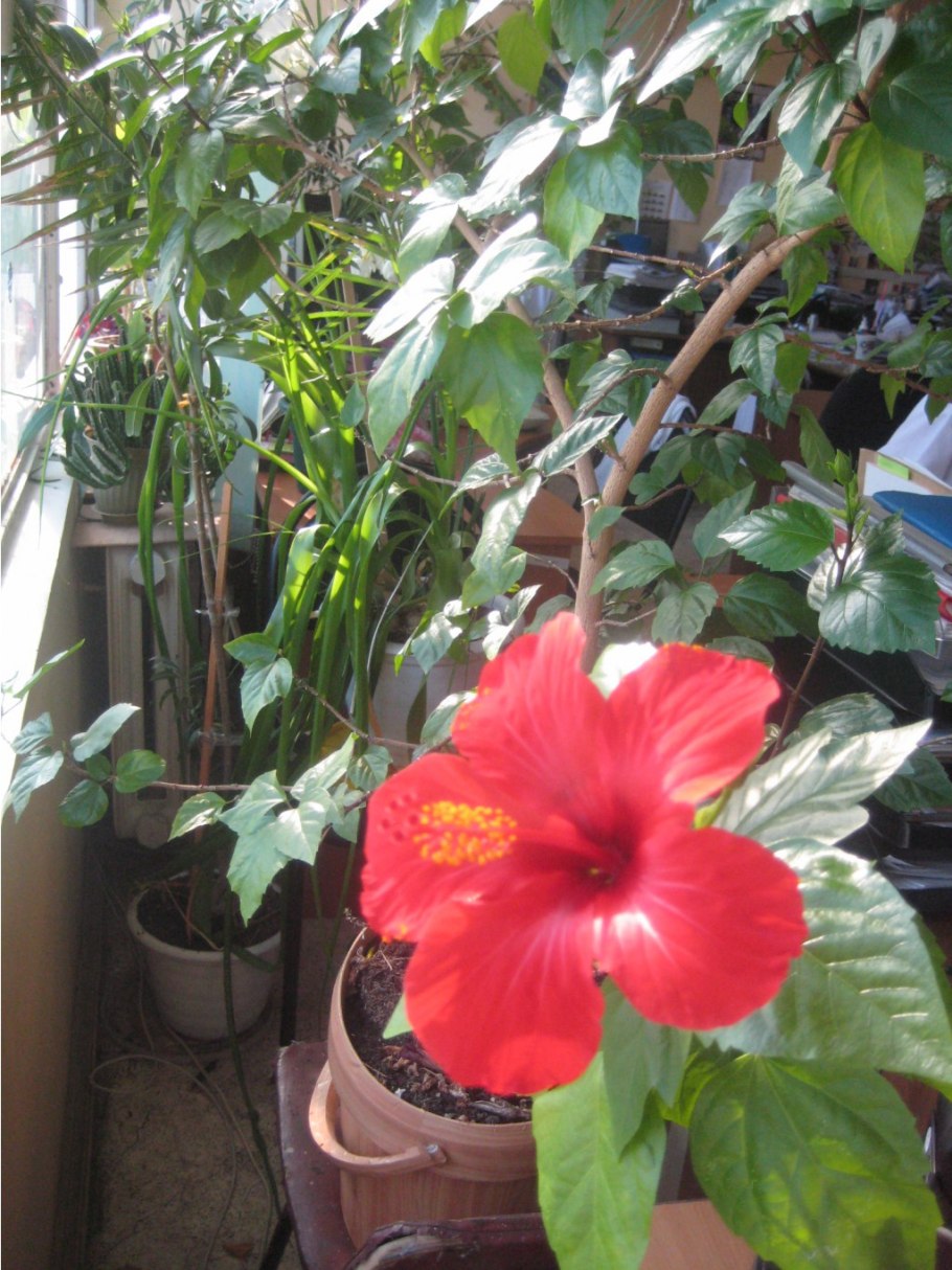 Черенки гибискуса