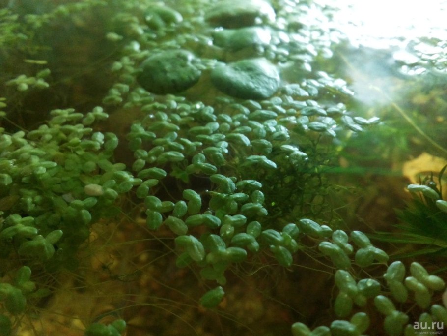 Пистия в тазике