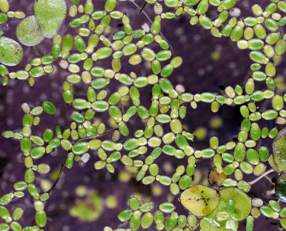 Ряска малая аквариумное растение