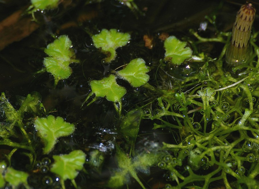 Ряска малая Lemna Minor l.