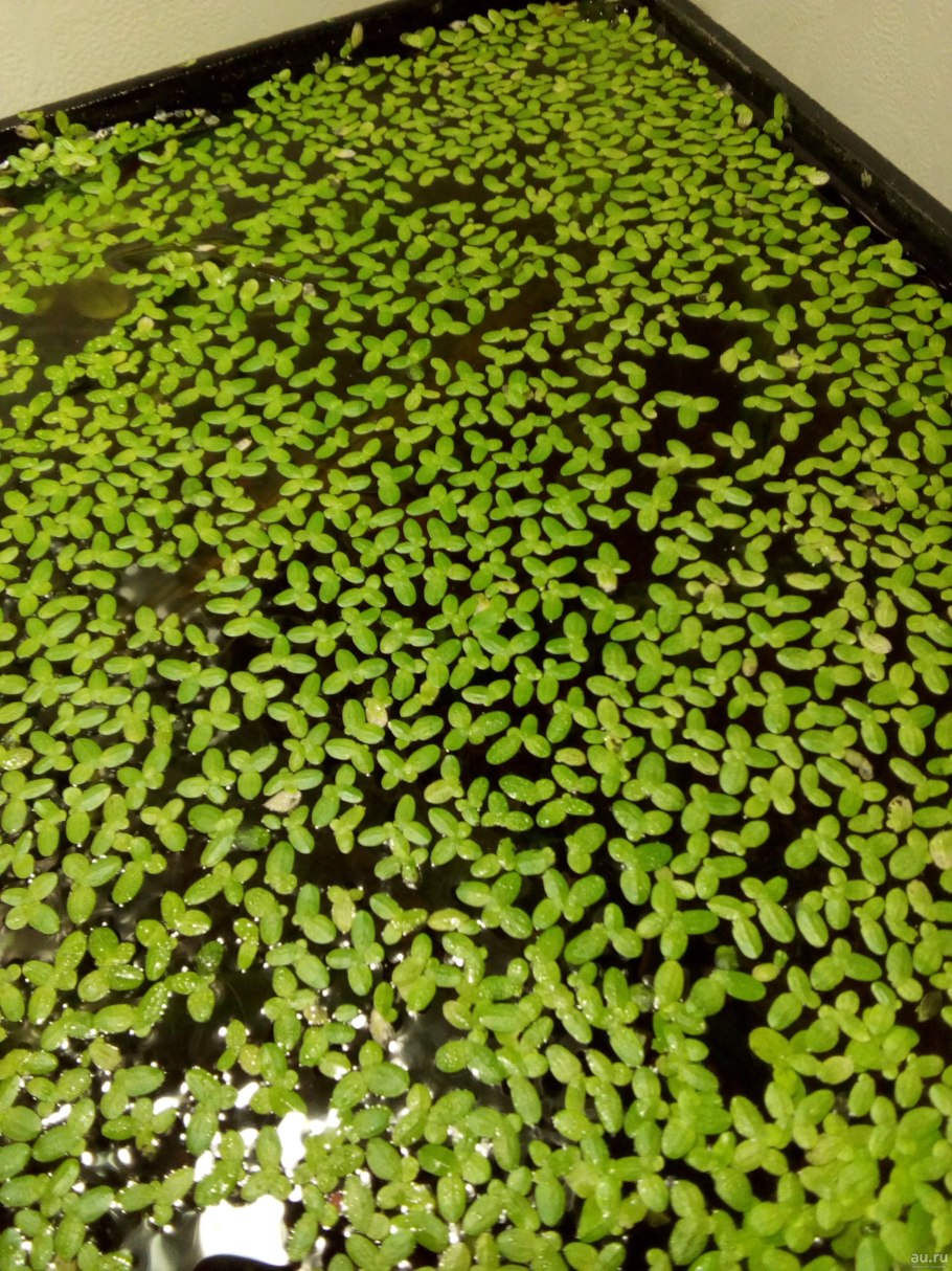 Цветок ряски Вольфия