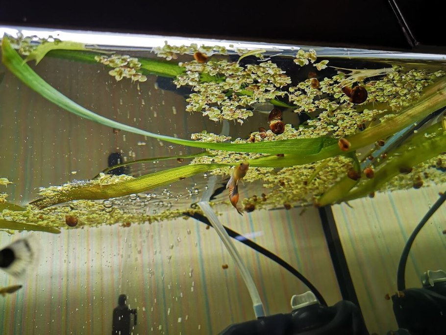 Ряска трехдольная в аквариуме