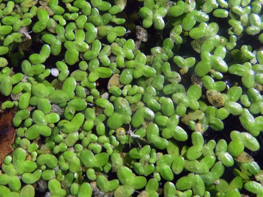 Ряска горбатая (Lémna Gíbba)