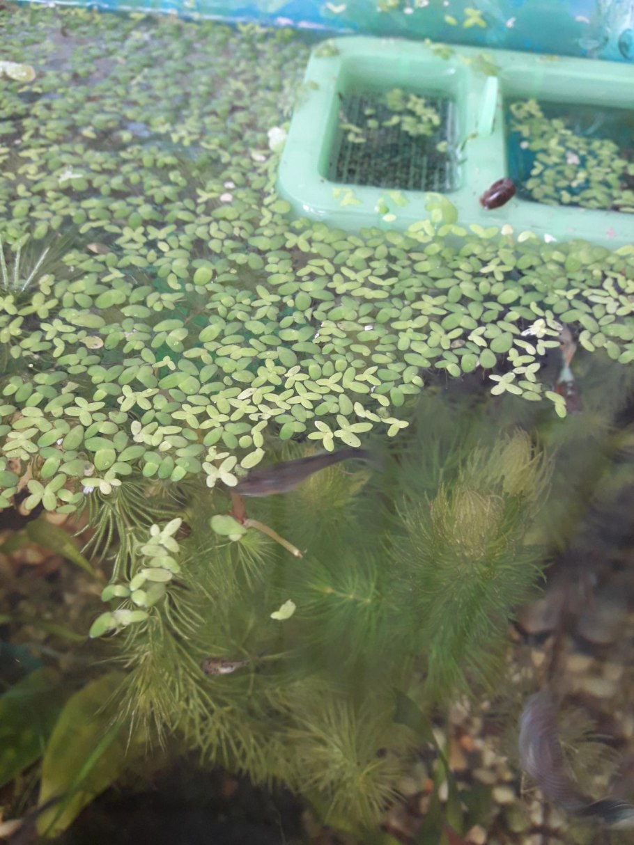 Лимнобиум лаевигатум Амазон