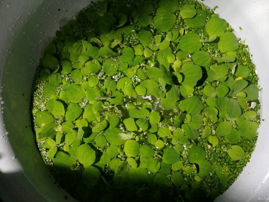 Растение Ряска в аквариуме