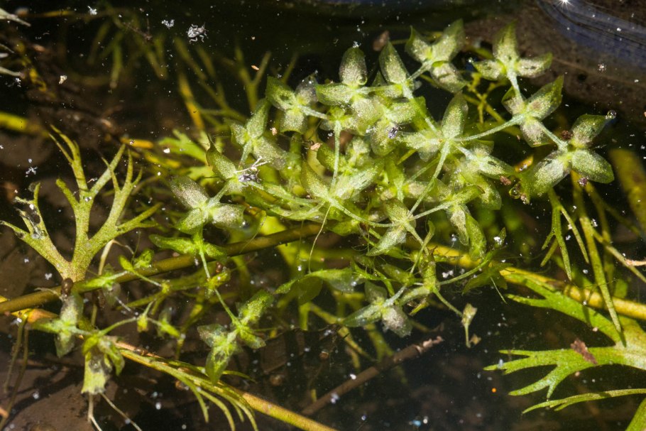 Lemna Minor Ряска