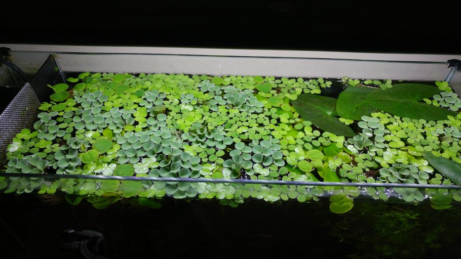 Папоротник Сальвиния