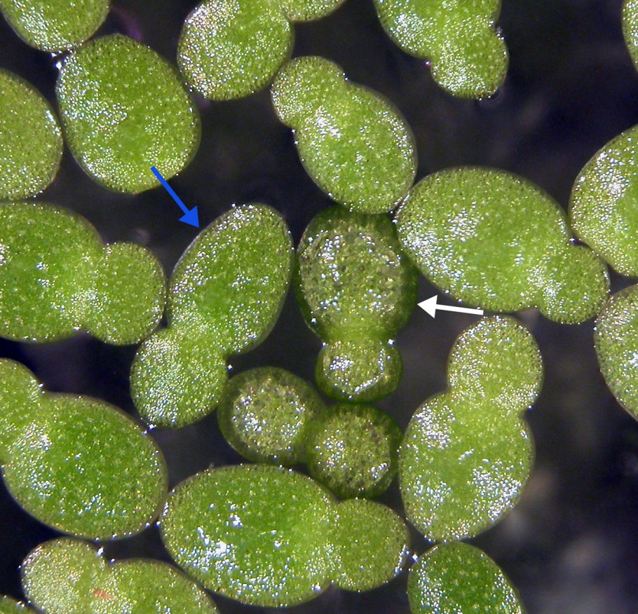 Ряска многокорневая в аквариуме