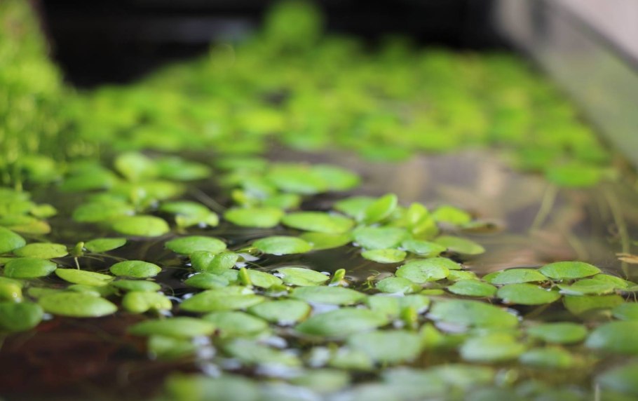 Ряска малая Lemna Minor