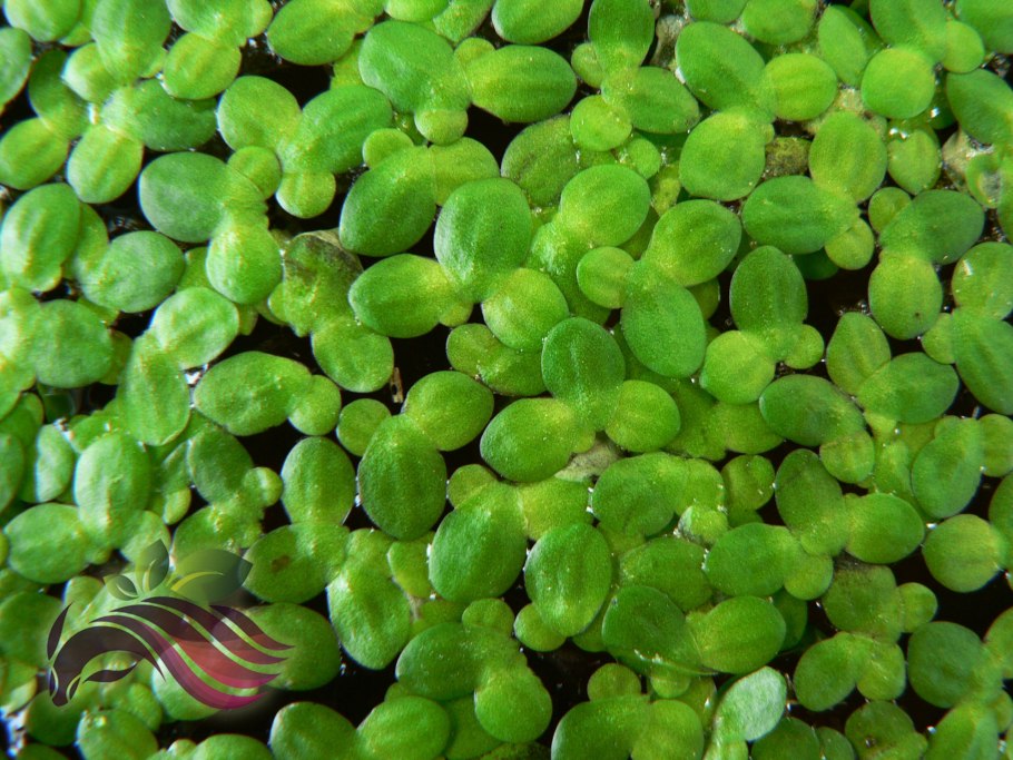 Элодея Ряска