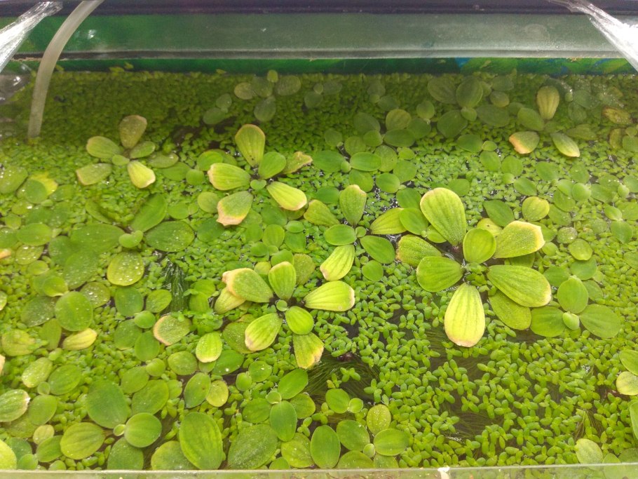 Тина растение