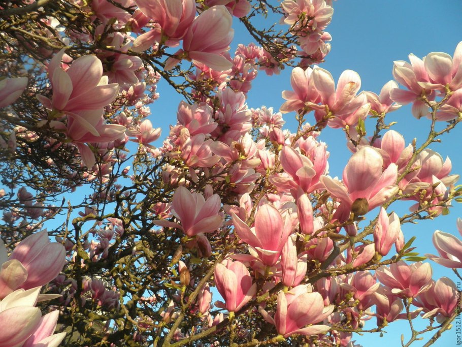 Магнолия Суланжа в Адлере