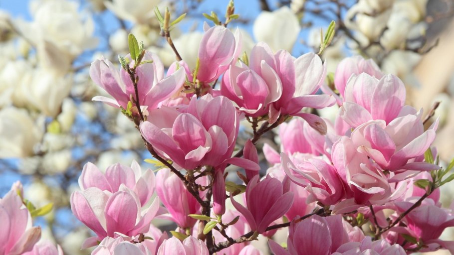 Цветущая Магнолия