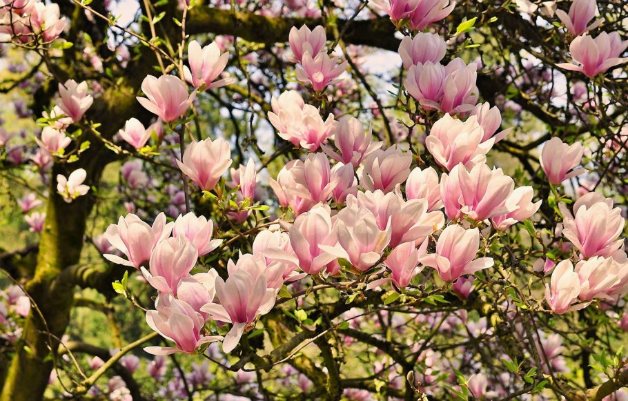 Магнолия крупнолистная