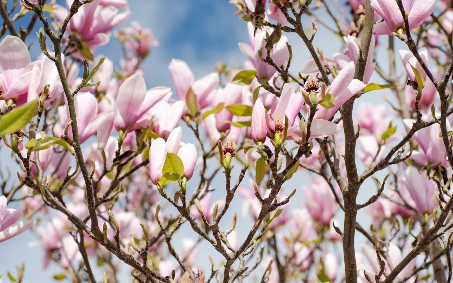 Цветение магнолии