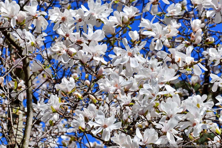 Цветение магнолии Суланжа в Сочи