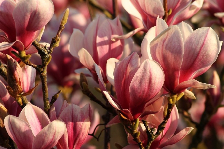 Магнолия Суланжа бутоны