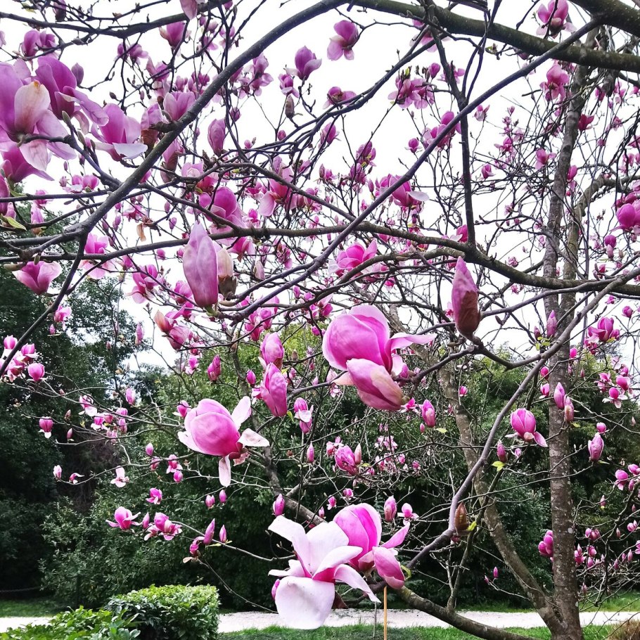 Цветение магнолии