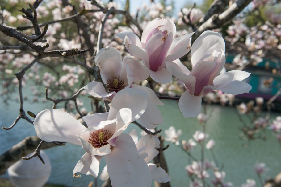 Цветущая Магнолия