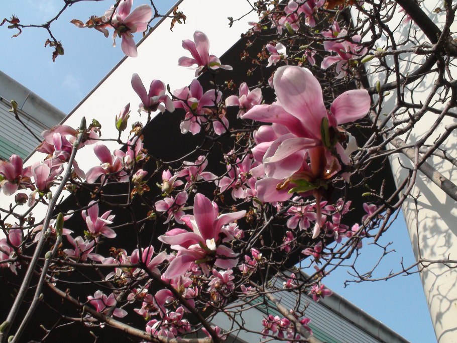 Магнолия зацветает