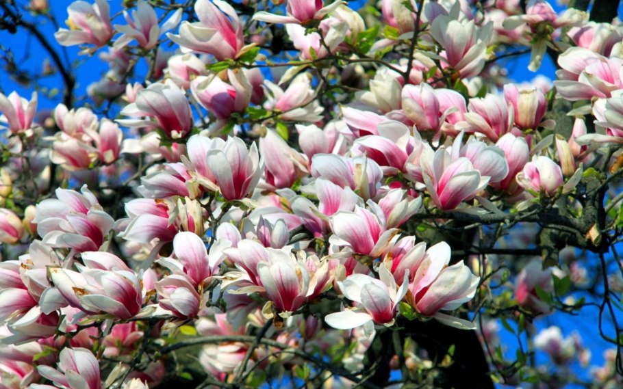 Магнолия Суланжа Дженни