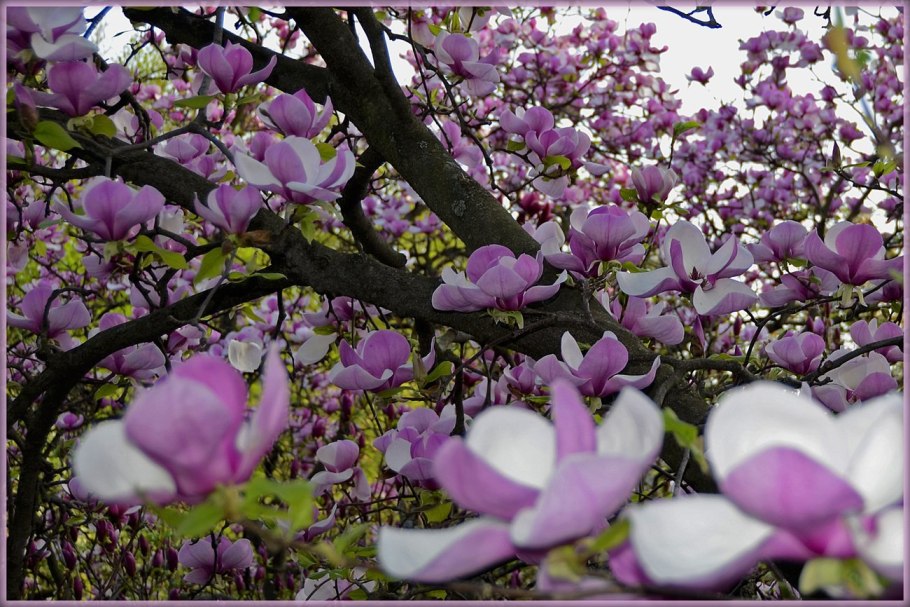 Магнолия мелкоцветковая