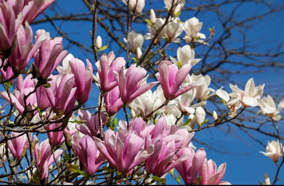 Магнолия Рикки