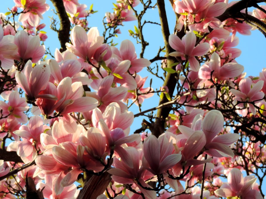 Цветение магнолии