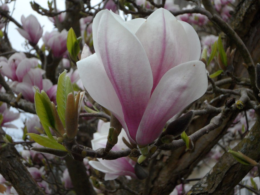 Цветение магнолии