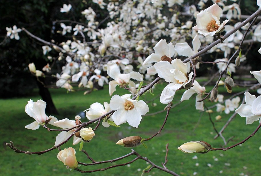 Магнолия кустовая