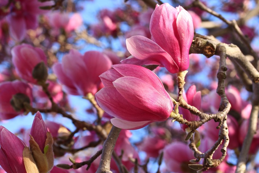 Кунашир Магнолия