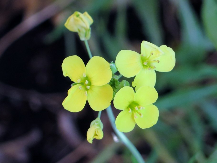 Бурачок горный (Alyssum montanum)