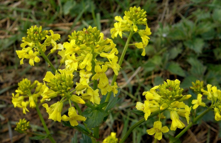 Brassica juncea растение