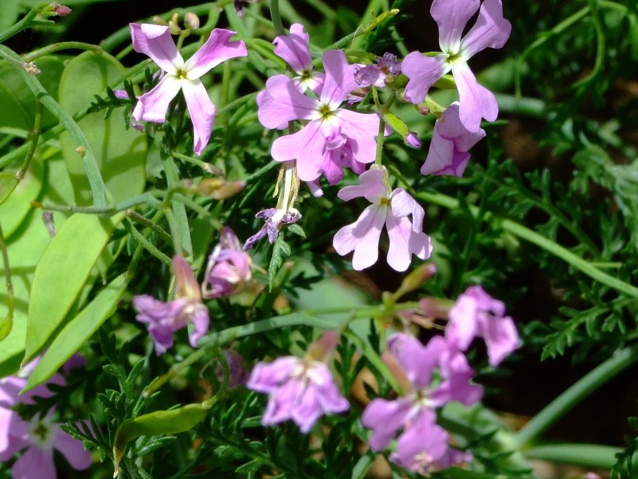 Сурепица сидерат