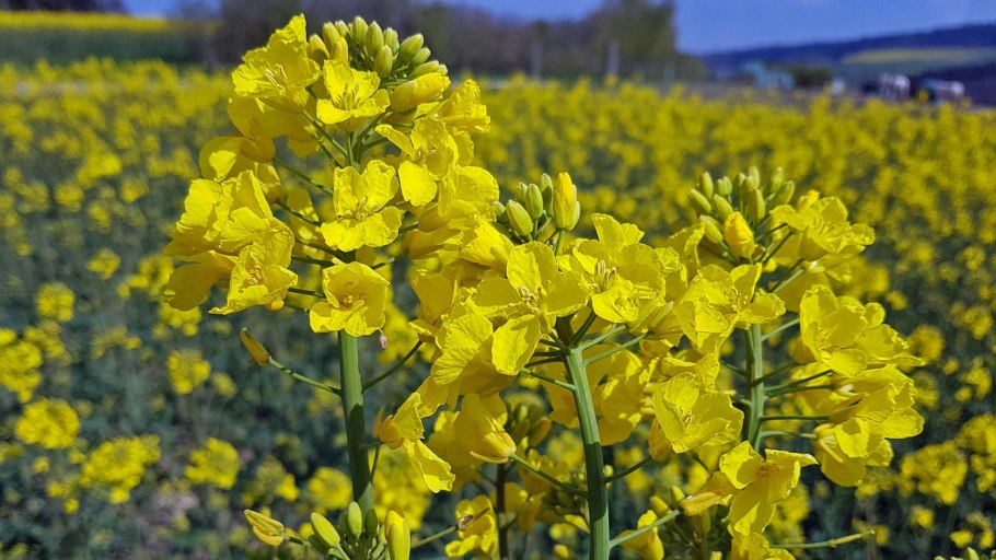 Лунник оживающий