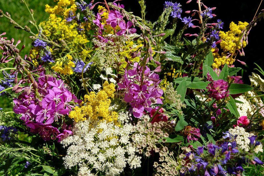 Крестоцветные желтушник левкойный