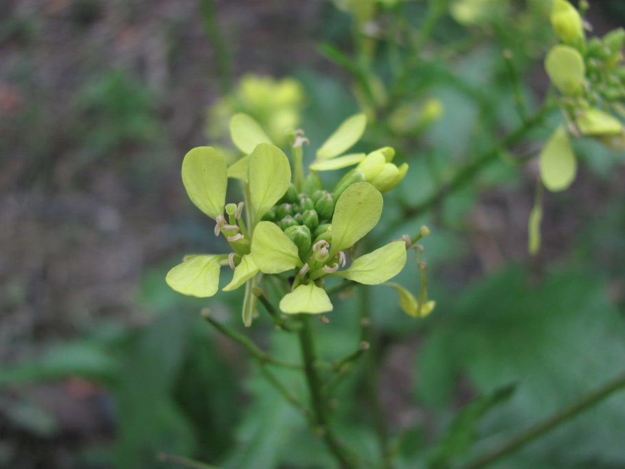 Горчица сарептская сорняк