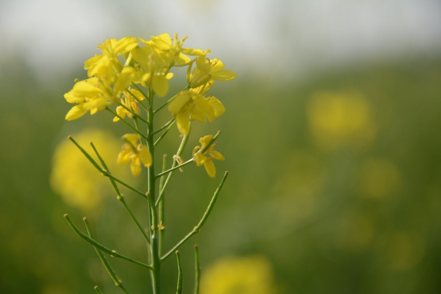 Горчица полевая сурепка