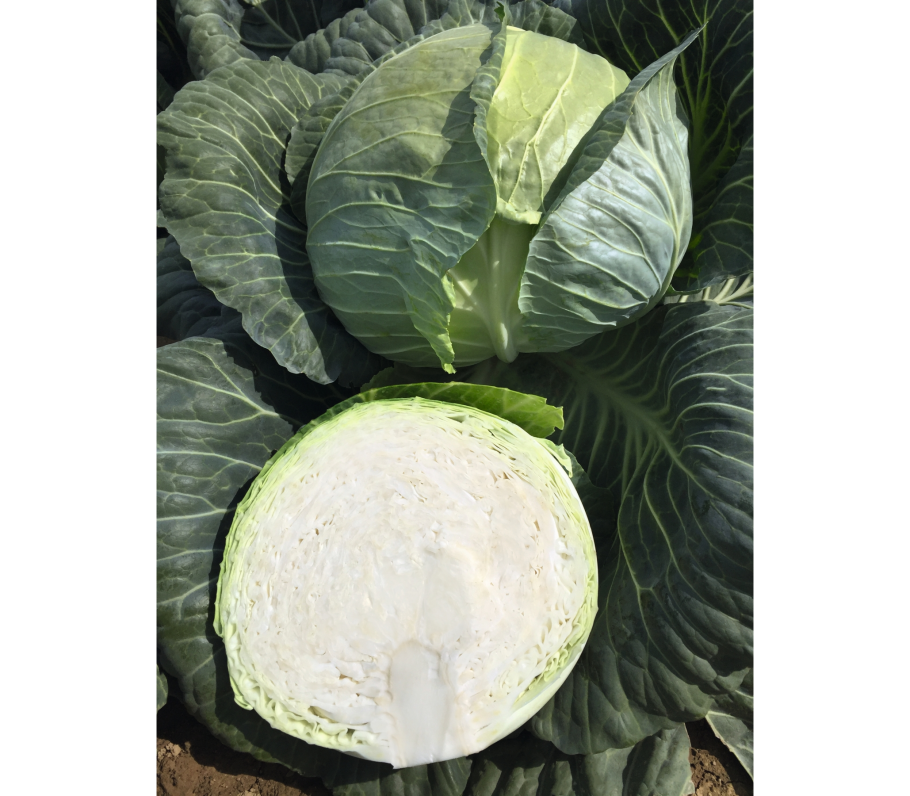 Сорт капусты округло-плоская форма