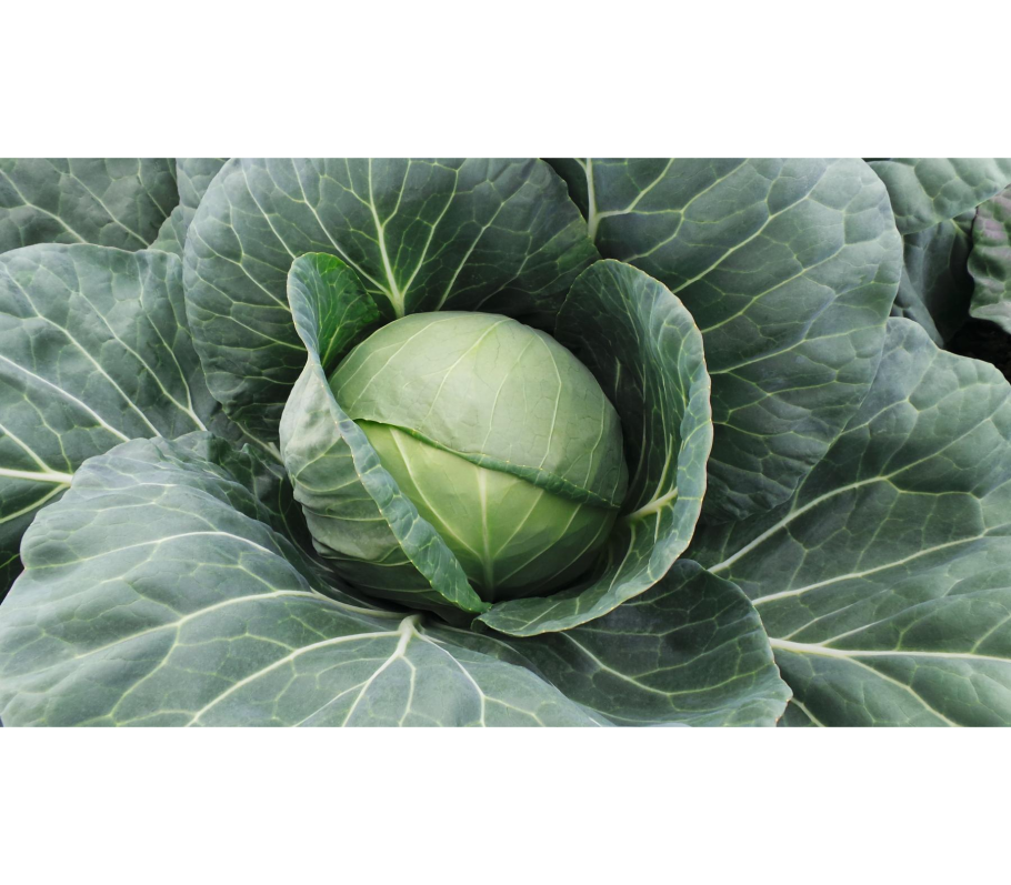 Капуста Мишутка