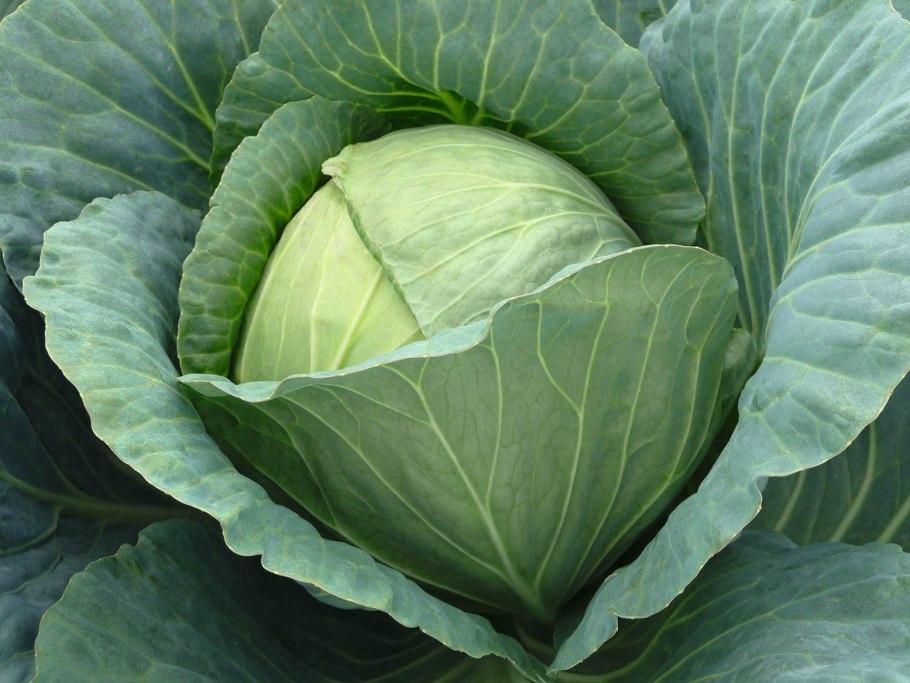 Капуста сорт Соло