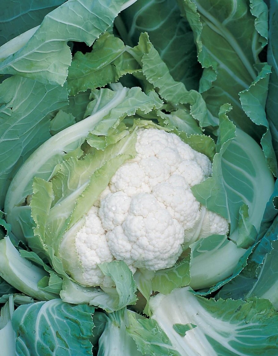 Желанная f1 капуста семена