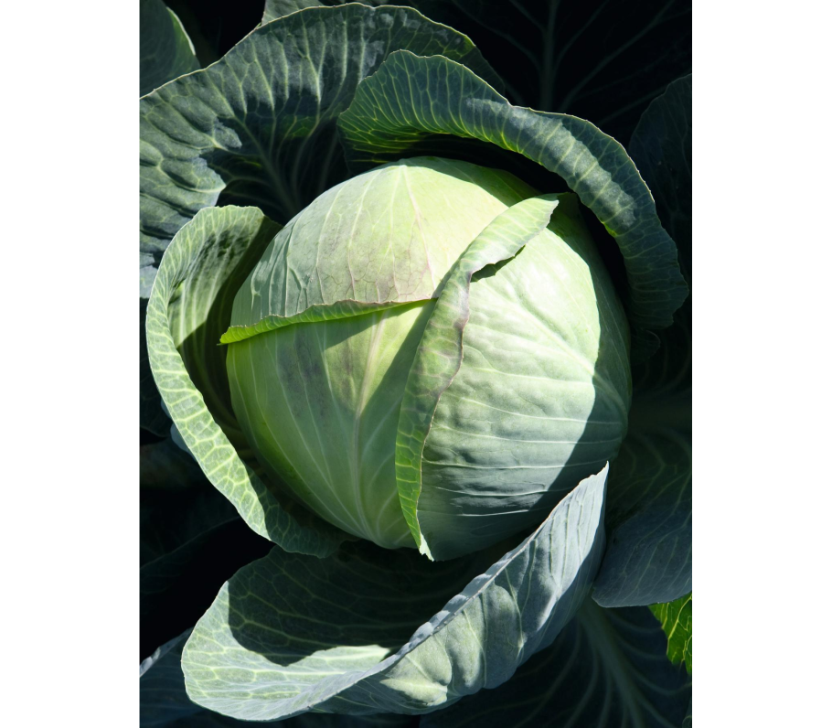 Аертекс f1 капуста