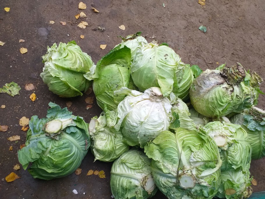 Капуста белокочанная рамко f1