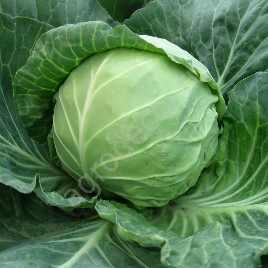 Капуста белокочанная Амагер