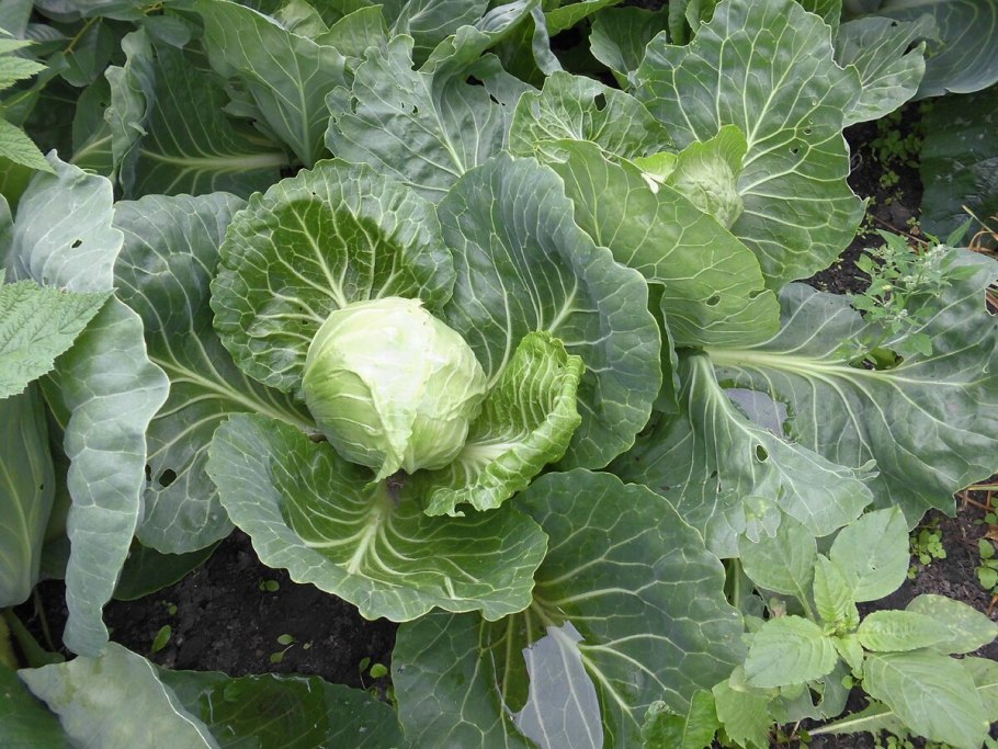 Капуста картинка для детей на прозрачном фоне