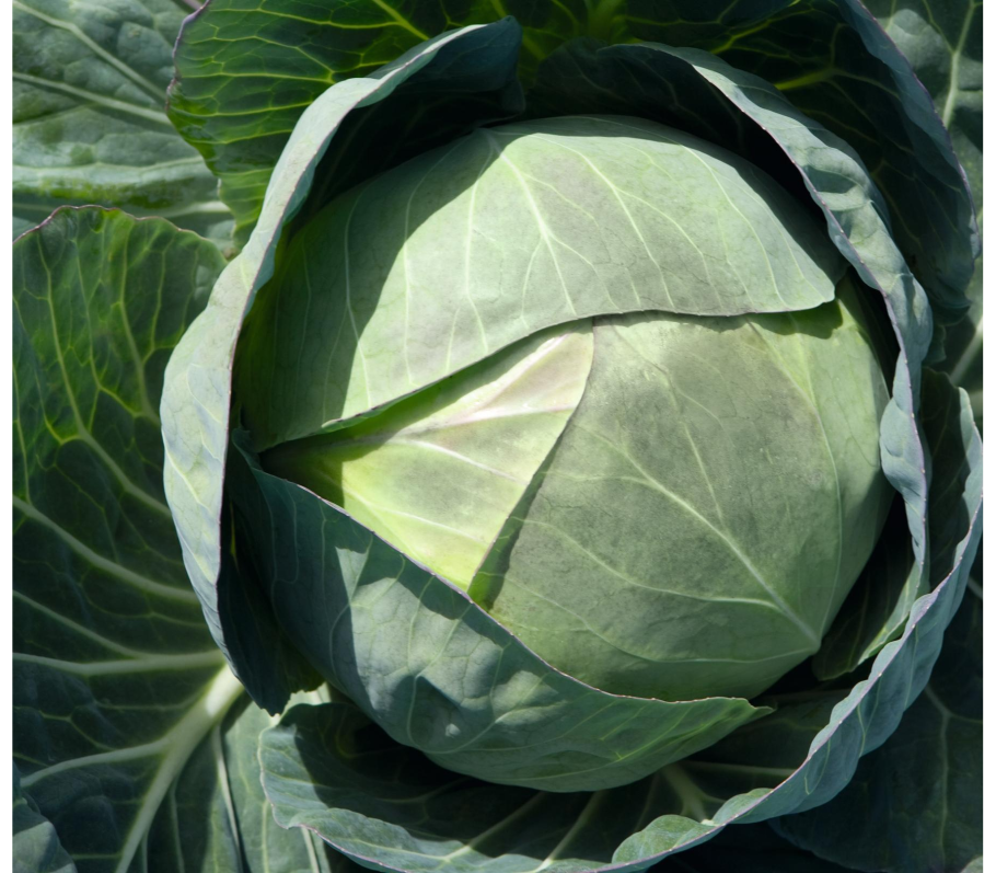1st Cabbage head