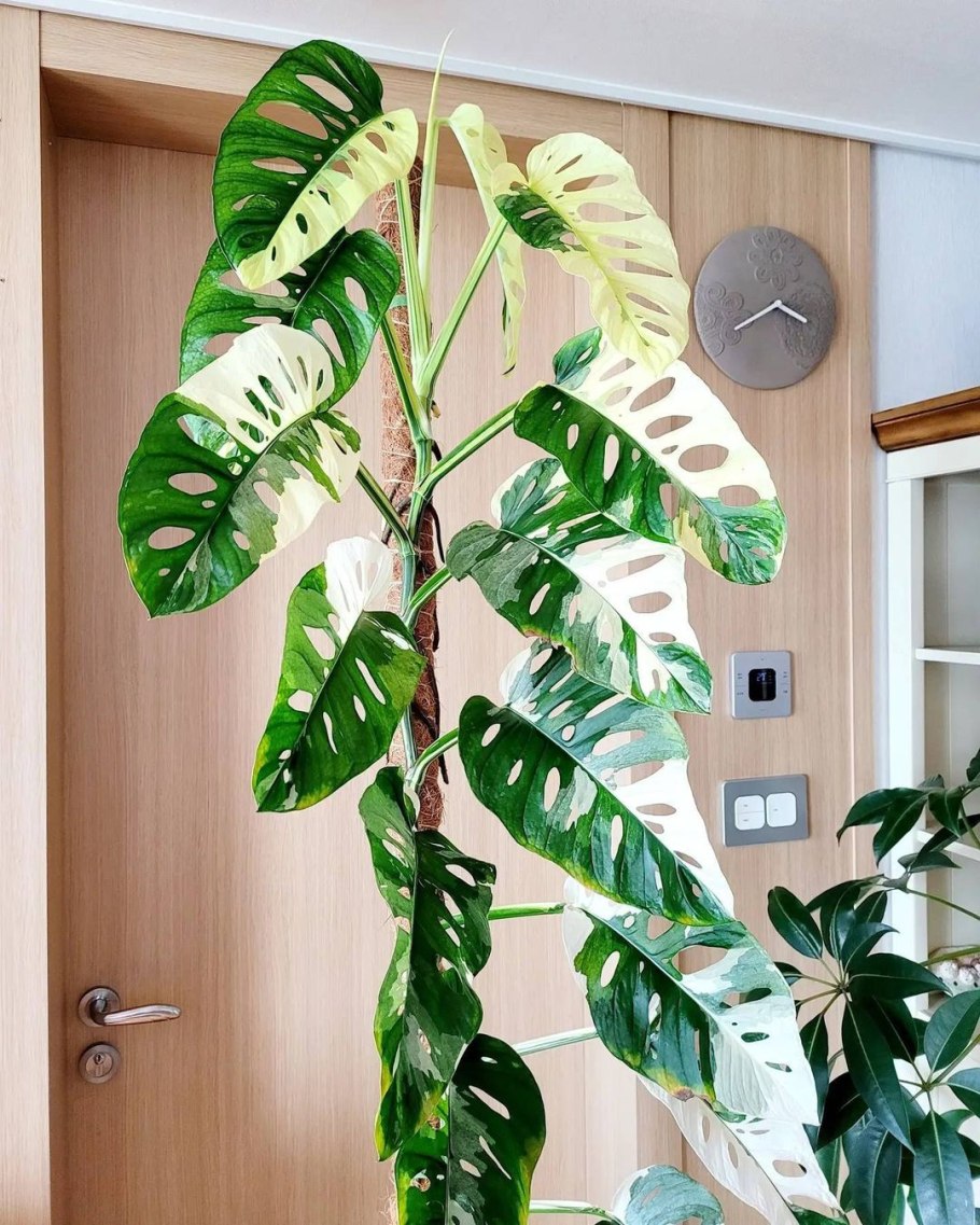 Монстера вариегатная Альба